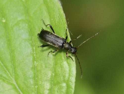 Réf. 322 249 : Grammoptera ruficornis